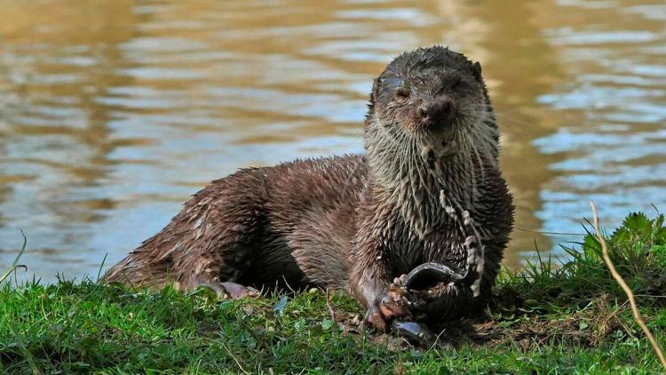 Постер La loutre après l'eden