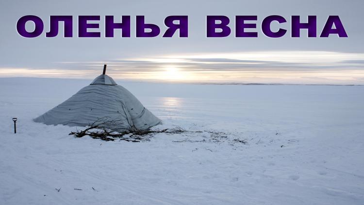 Постер Оленья весна