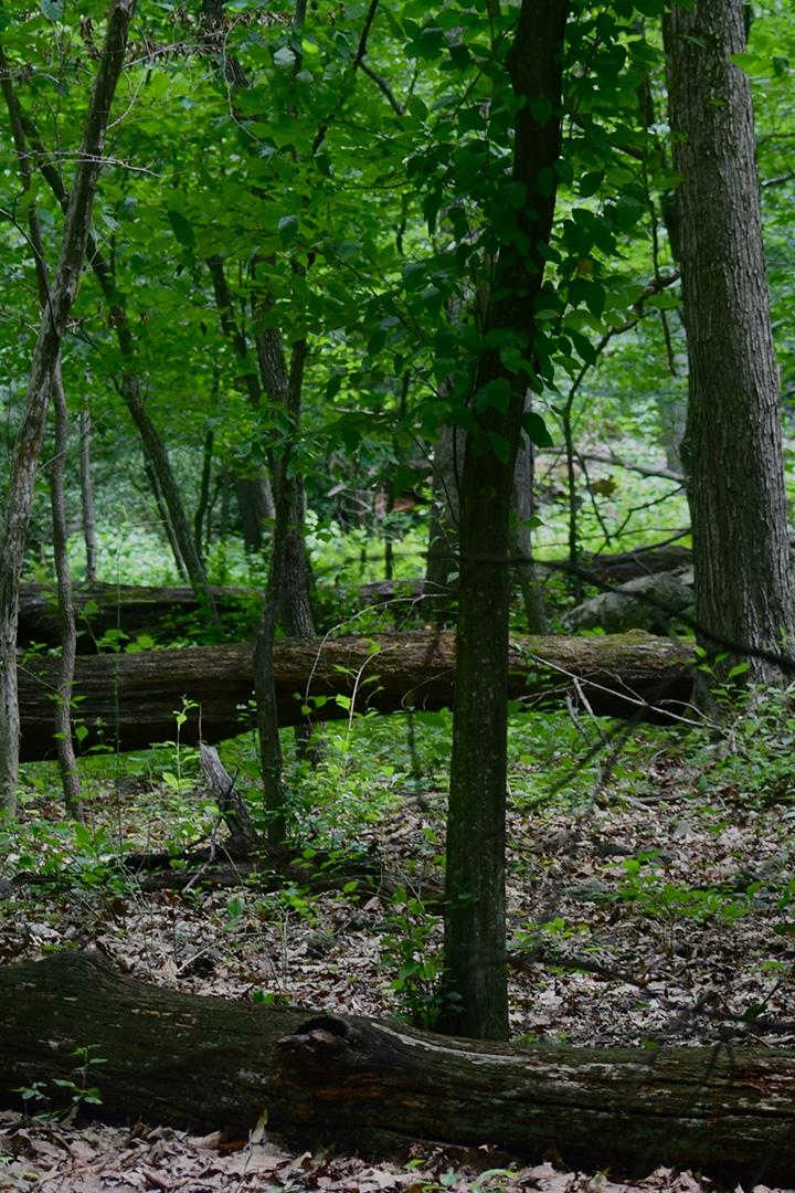 Virginia_Private Estate in Great Falls (virginiaprivate-estate-in-great-falls) Досуг, хобби