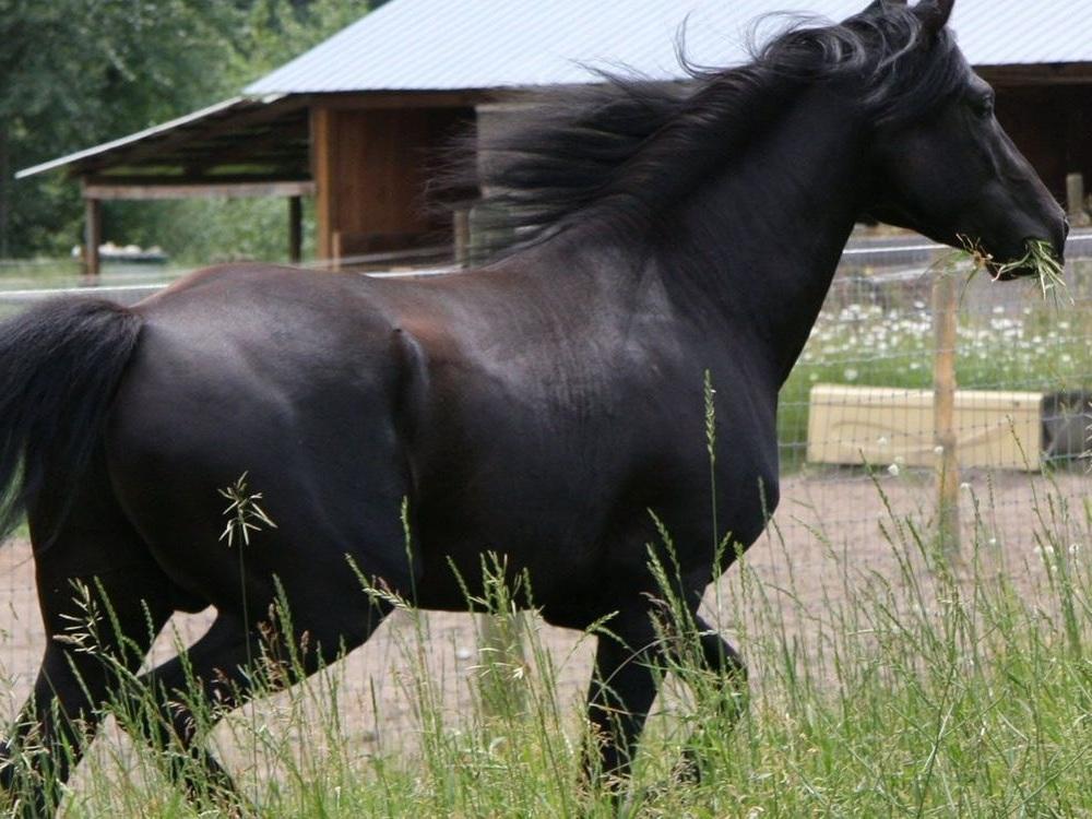 Приключения Чёрного Красавчика (prikljuchenija-chernogo-krasavchika) Сериал 1972