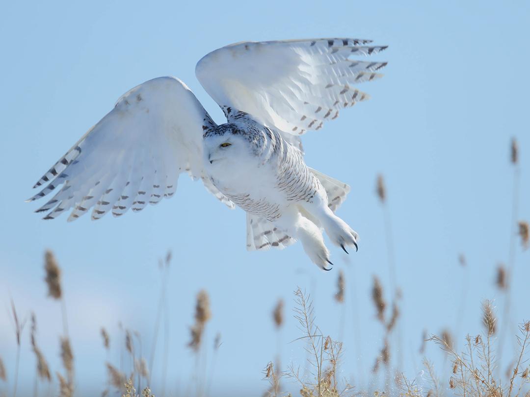 Полярная сова (poljarnaja-sova) Документальный фильм