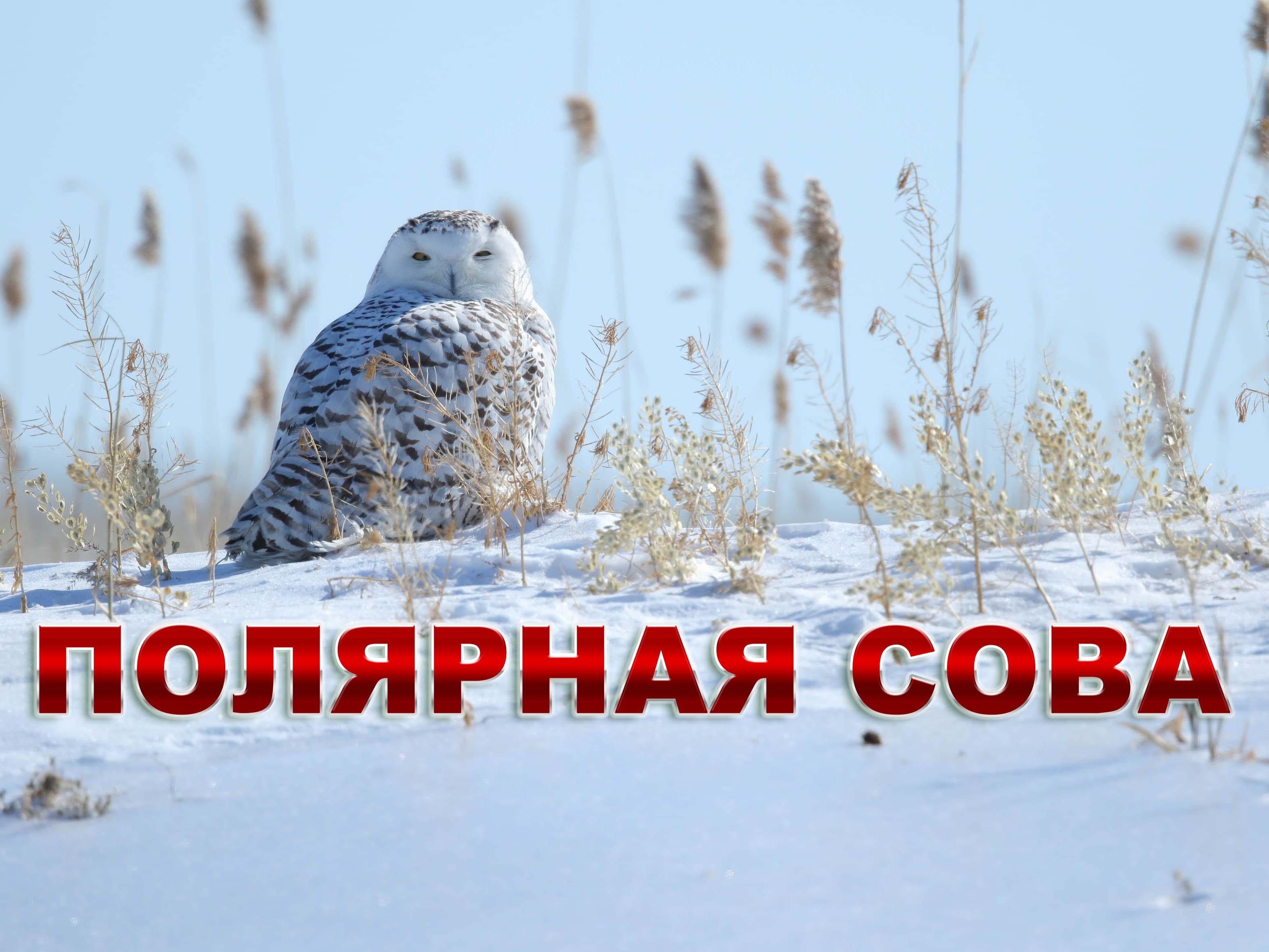 Полярная сова (poljarnaja-sova) Документальный фильм