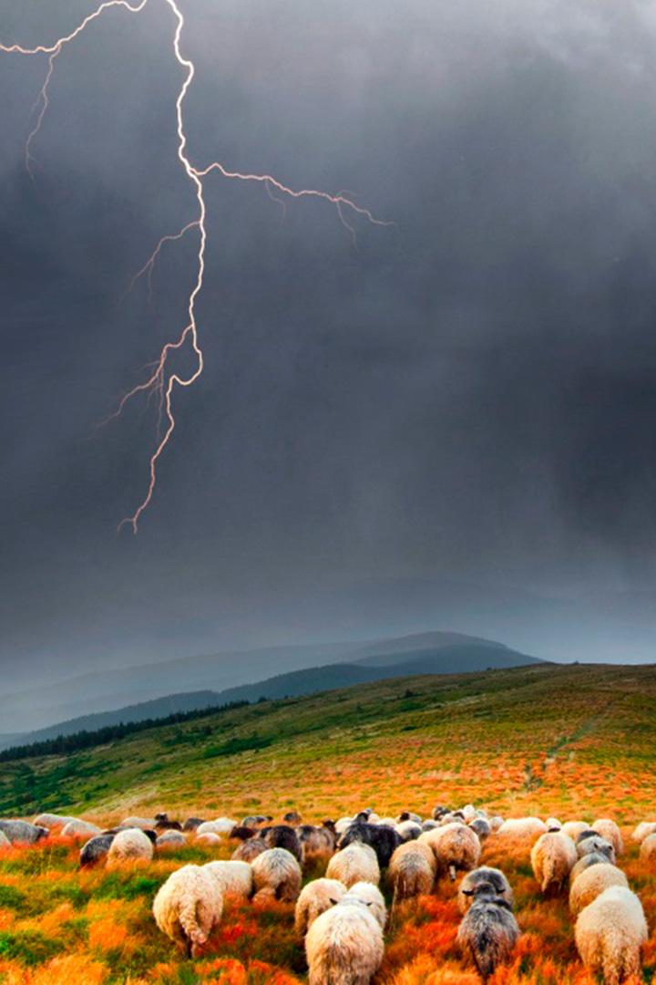 Tempête ! : Les animaux dans la tourmente (tempte-les-animaux-dans-la-tourmente) Документальный фильм