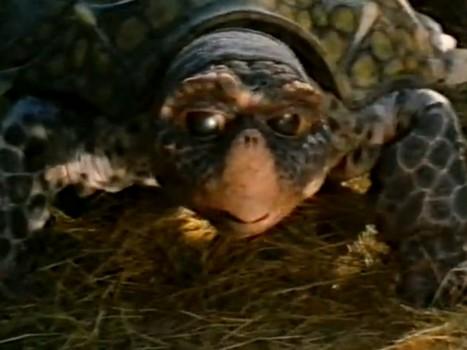 Мэл (mel) Фильм 1998