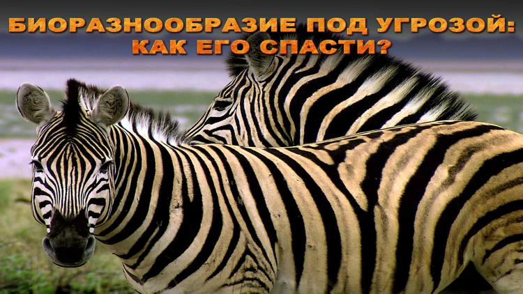 Постер Биоразнообразие под угрозой: как его спасти?