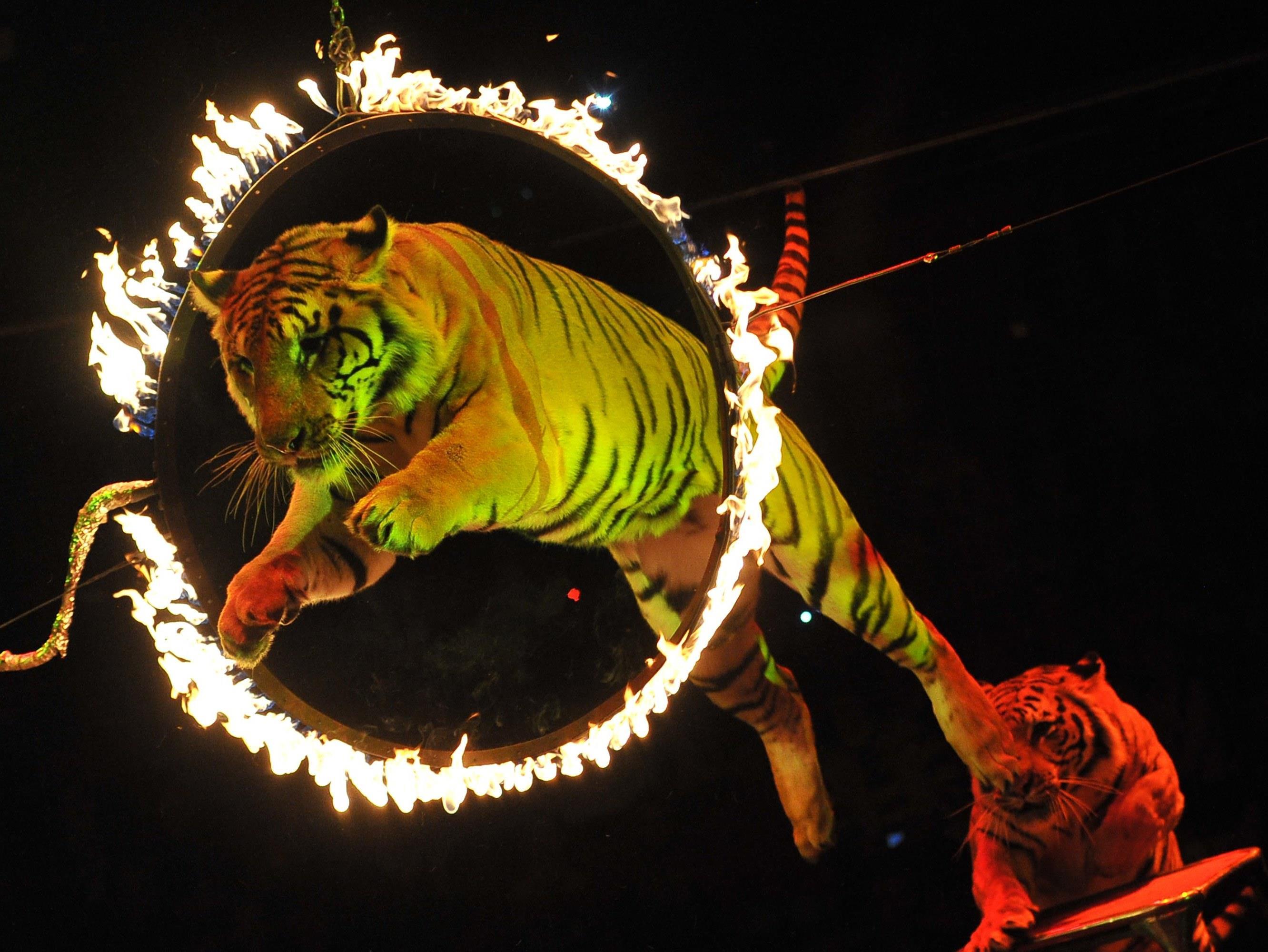 Цирк «Затерянный мир. Zaltania» (tsirk-zaterjannyj-mir-zaltania) Досуг, хобби