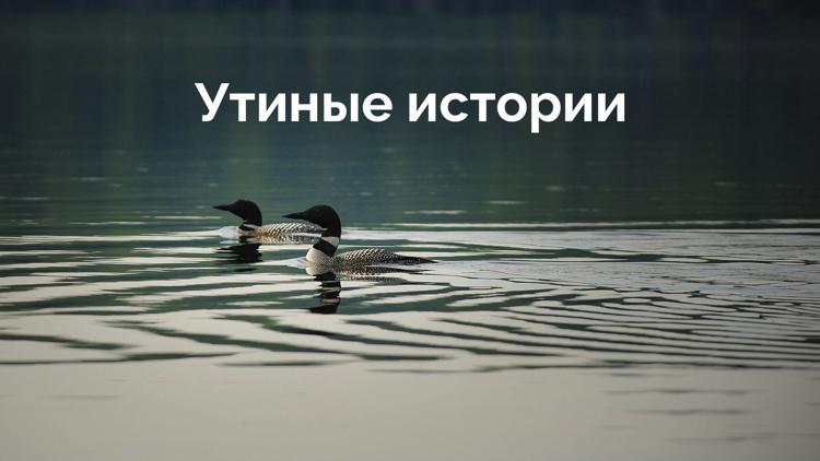 Постер Утиные истории