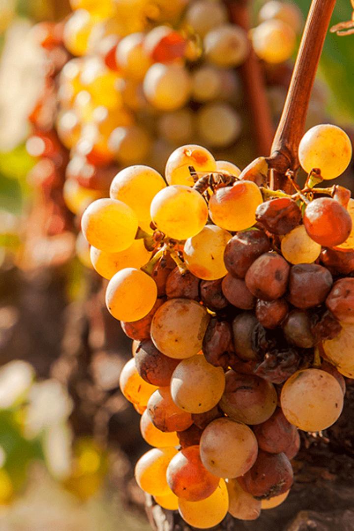 Tokaji aszú (tokaji-asz) Досуг, хобби