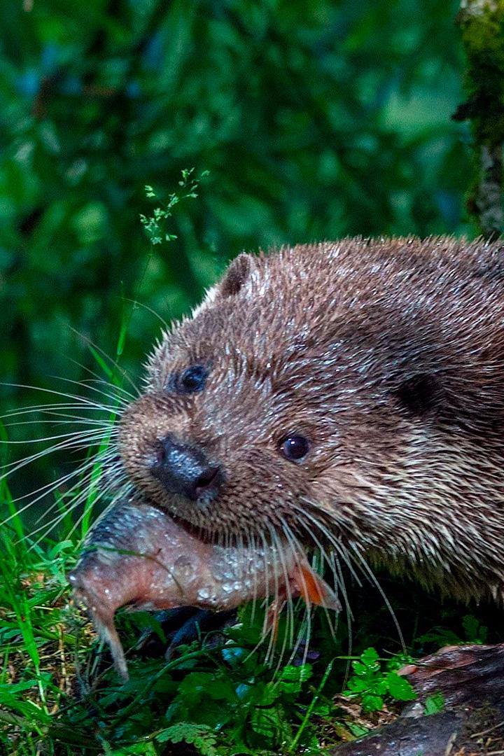 Animaux sans frontières (animaux-sans-frontires) Досуг, хобби