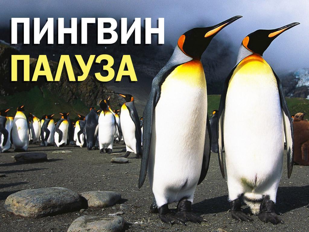 Пингвинопалуза (pingvinopaluza) Документальный фильм