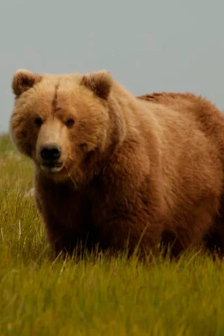 Медведи последнего рубежа (medvedi-poslednego-rubezha) Документальный сериал