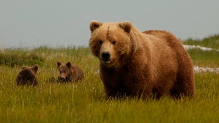 Постер Медведи последнего рубежа