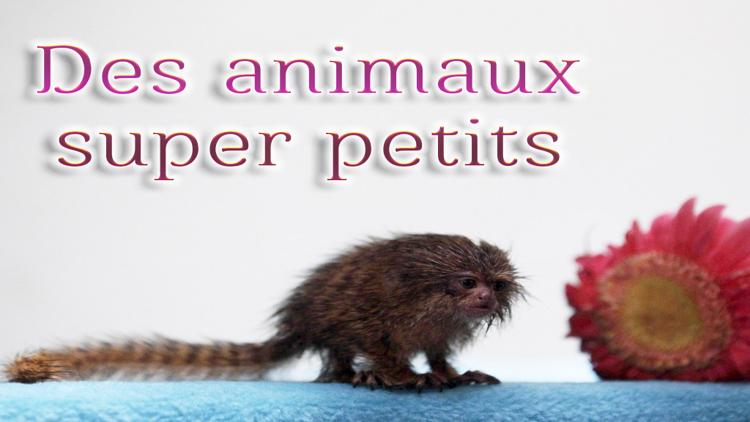 Постер Des animaux super petits