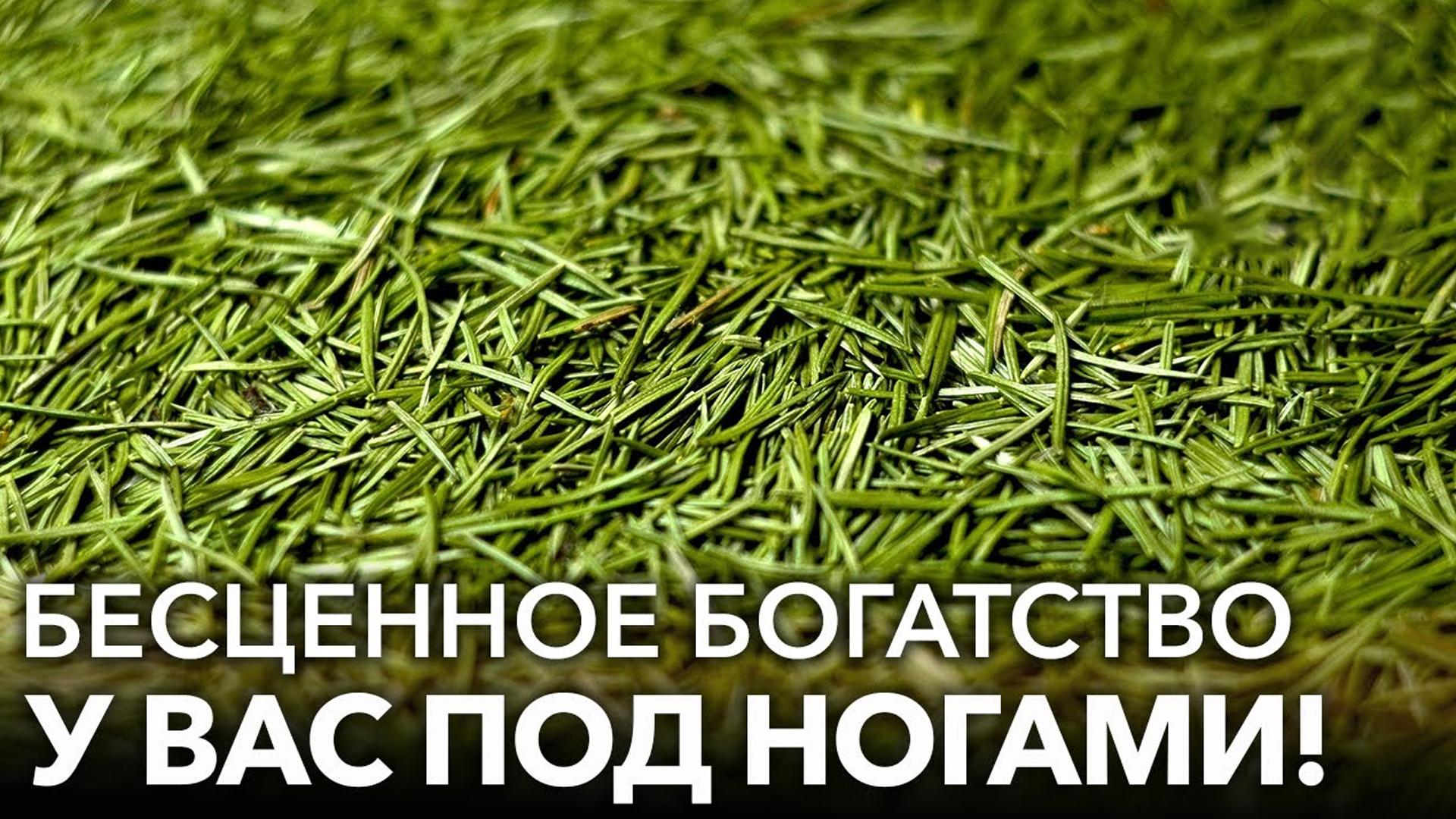 4 способа использования хвои в саду (4-sposoba-ispolzovanija-hvoi-v-sadu) Досуг, хобби