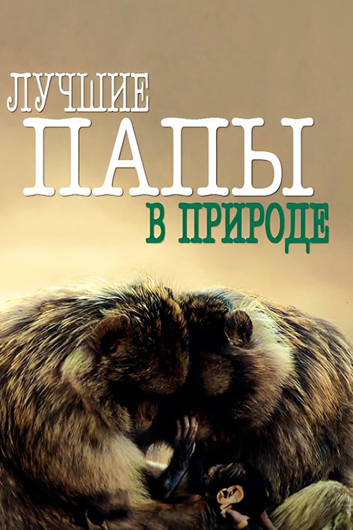 Лучшие папы в природе (luchshie-papy-v-prirode) Документальный фильм