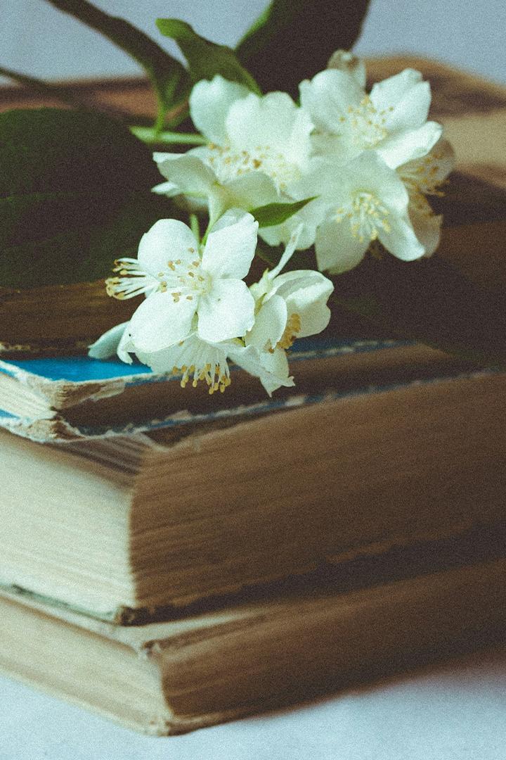 Үлес (les) Познавательное
