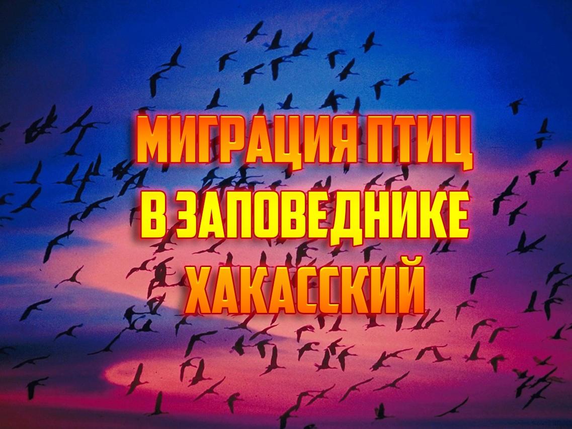 Миграция птиц в заповеднике Хакасский (migratsija-ptits-v-zapovednike-hakasskij) Документальный фильм