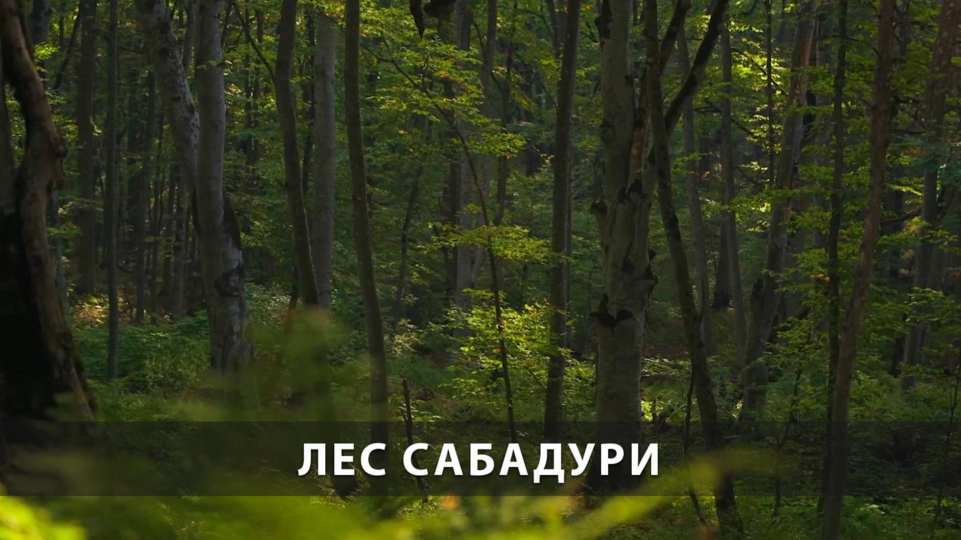 Лес Сабадури (les-sabaduri) Досуг, хобби