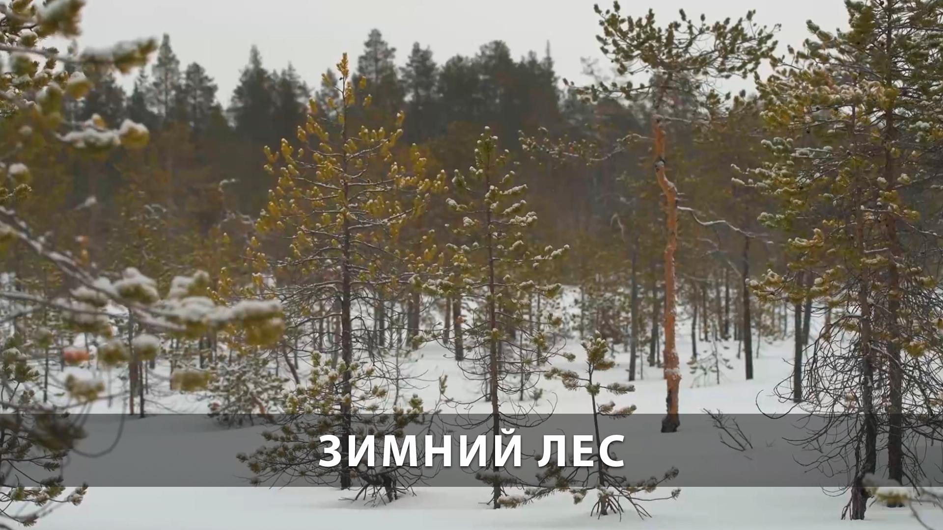 Зимний лес (zimnij-les) Досуг, хобби