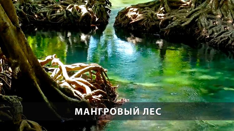 Постер Мангровый лес