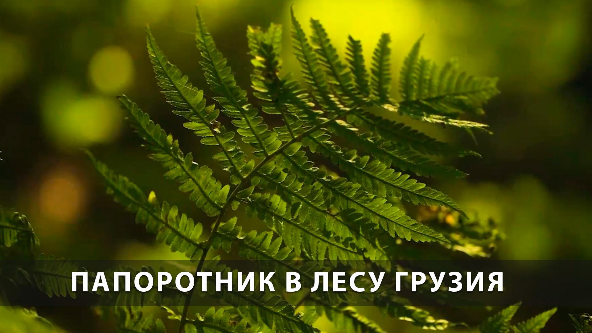 Папоротник в лесу Грузия (paporotnik-v-lesu-gruzija) Досуг, хобби
