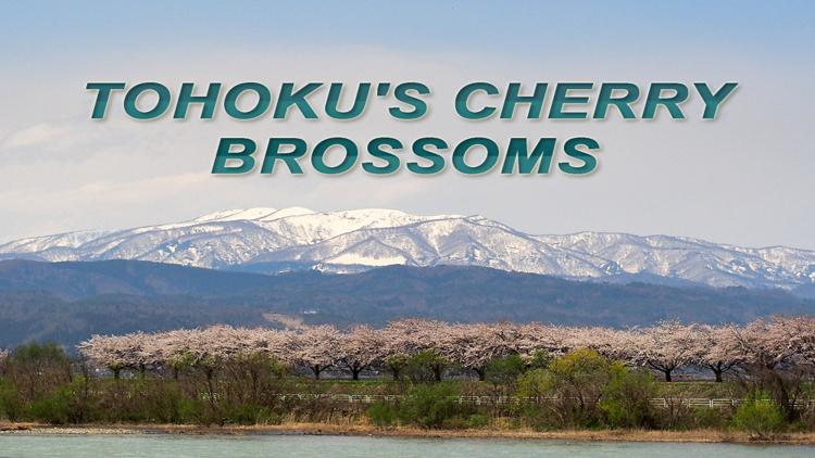 Постер Tohoku's Cherry Brossoms