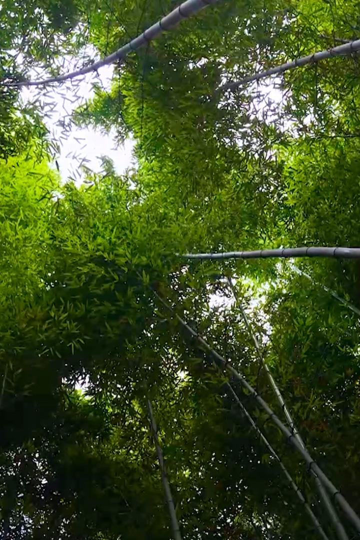 Бамбуковый лес (bambukovyj-les) Досуг, хобби