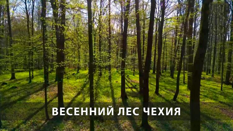 Постер Весенний лес Чехия