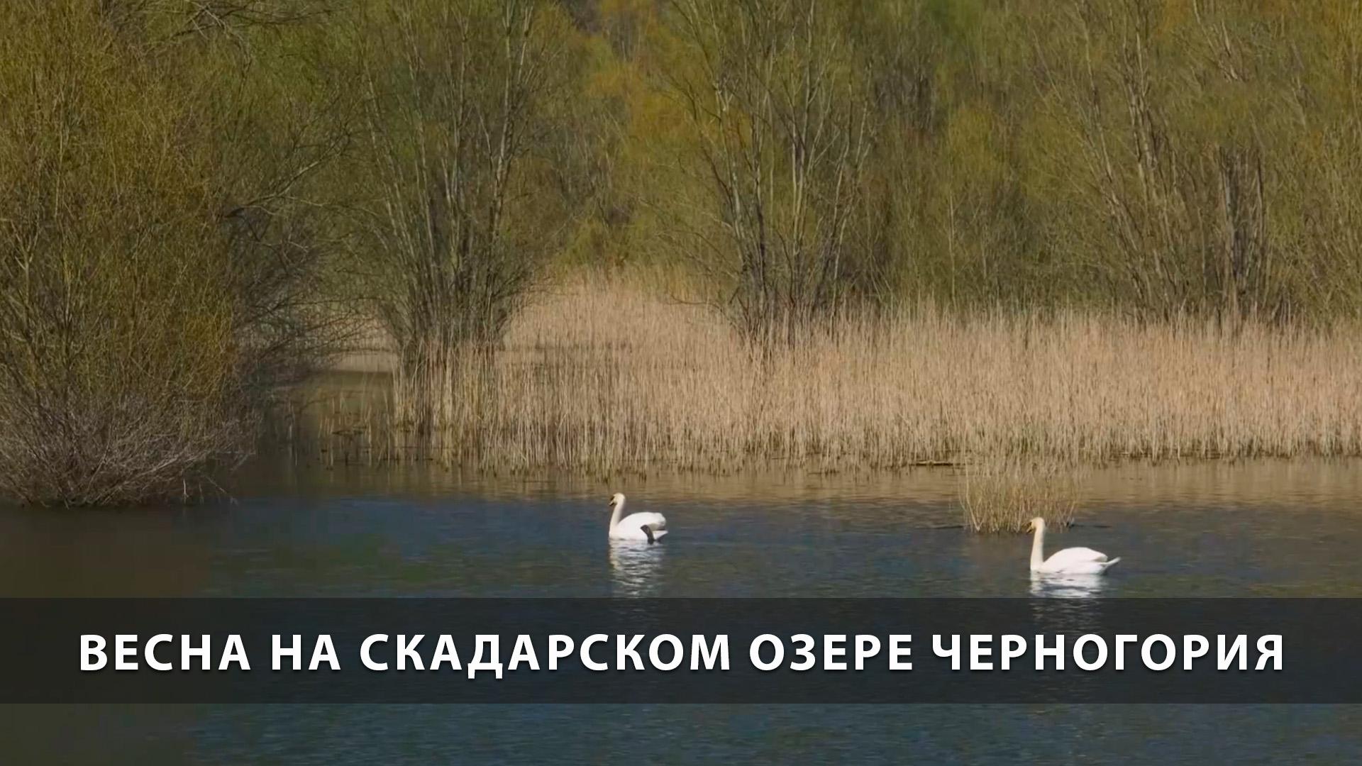 Весна на Скадарском озере Черногория (vesna-na-skadarskom-ozere-chernogorija) Досуг, хобби