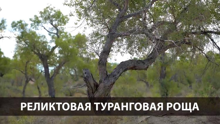 Постер Реликтовая туранговая роща