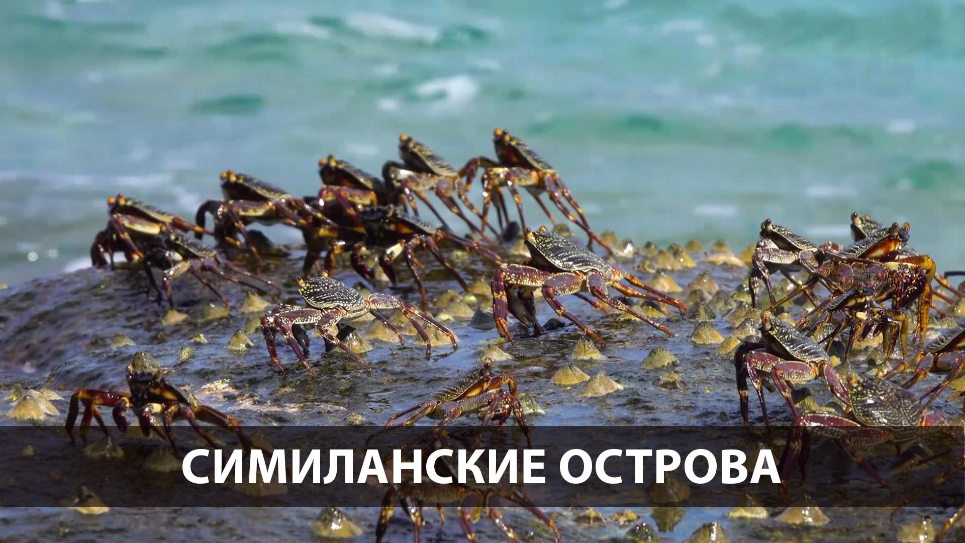 Симиланские острова (similanskie-ostrova) Досуг, хобби