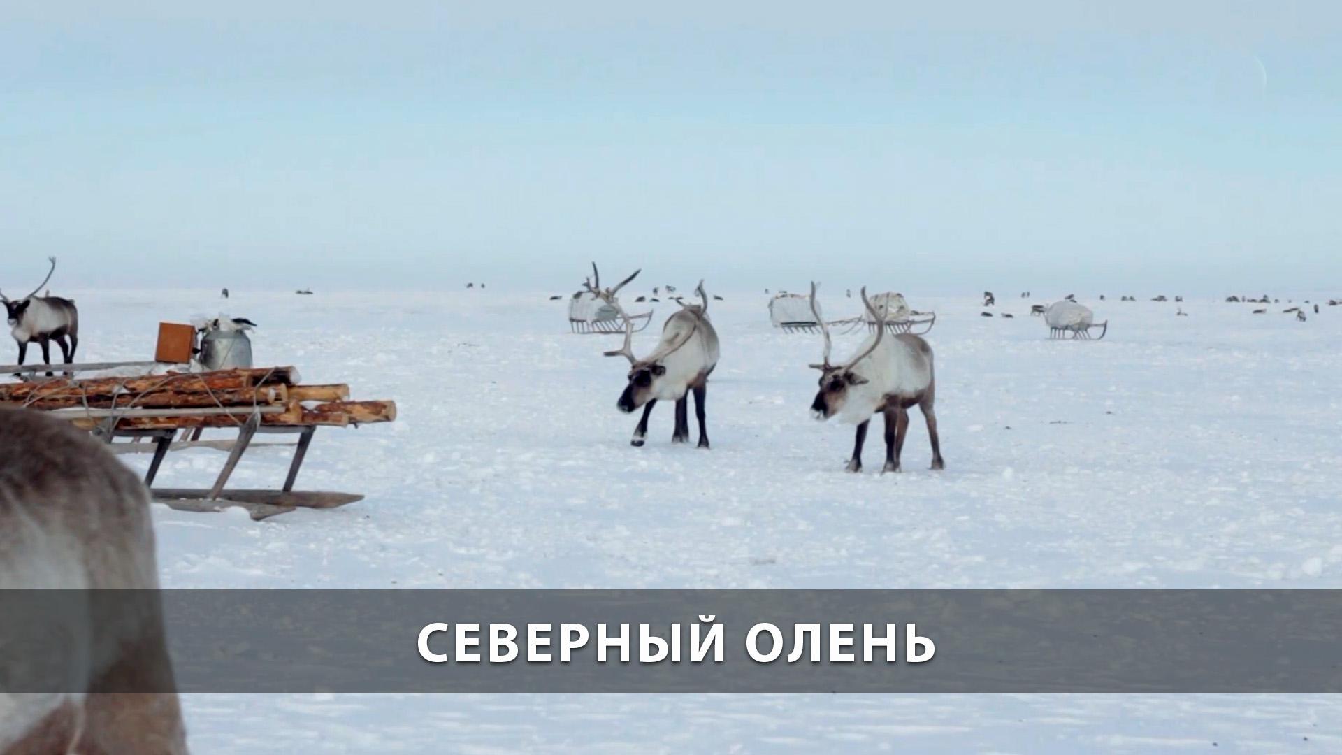 Северный олень (severnyj-olen) Досуг, хобби