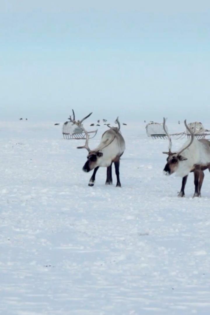 Северный олень (severnyj-olen) Досуг, хобби
