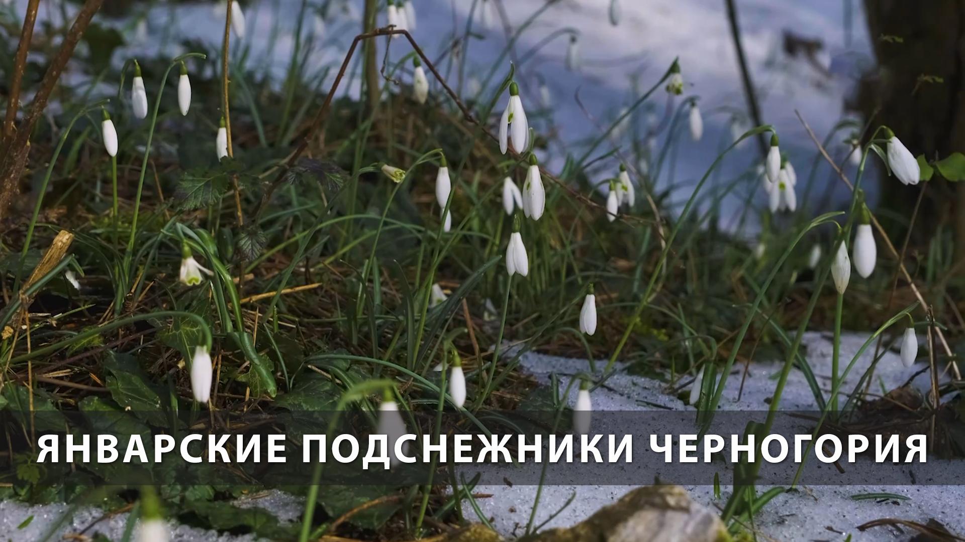 Январские подснежники Черногория (janvarskie-podsnezhniki-chernogorija) Досуг, хобби