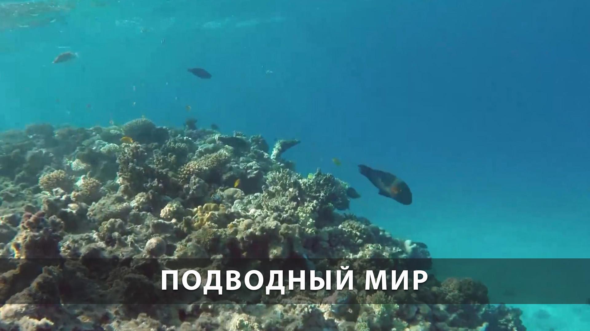 Подводный мир (podvodnyj-mir) Досуг, хобби