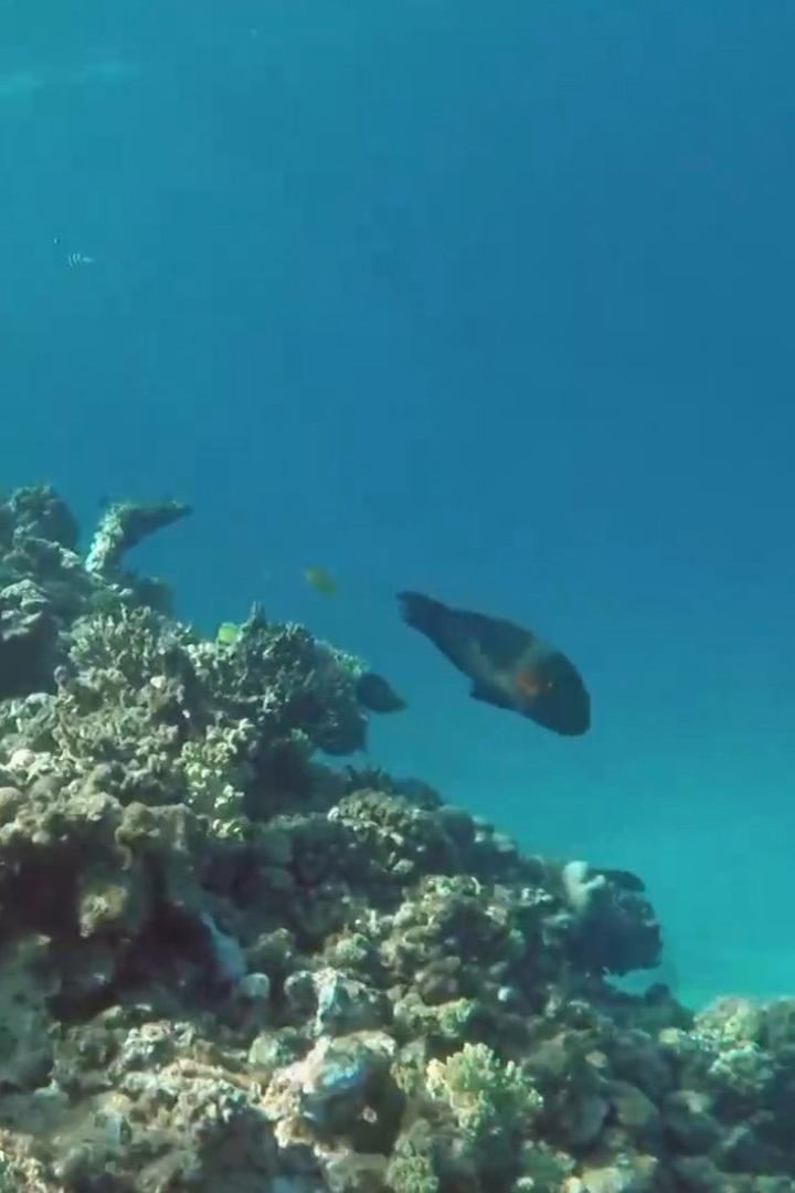 Подводный мир (podvodnyj-mir) Досуг, хобби