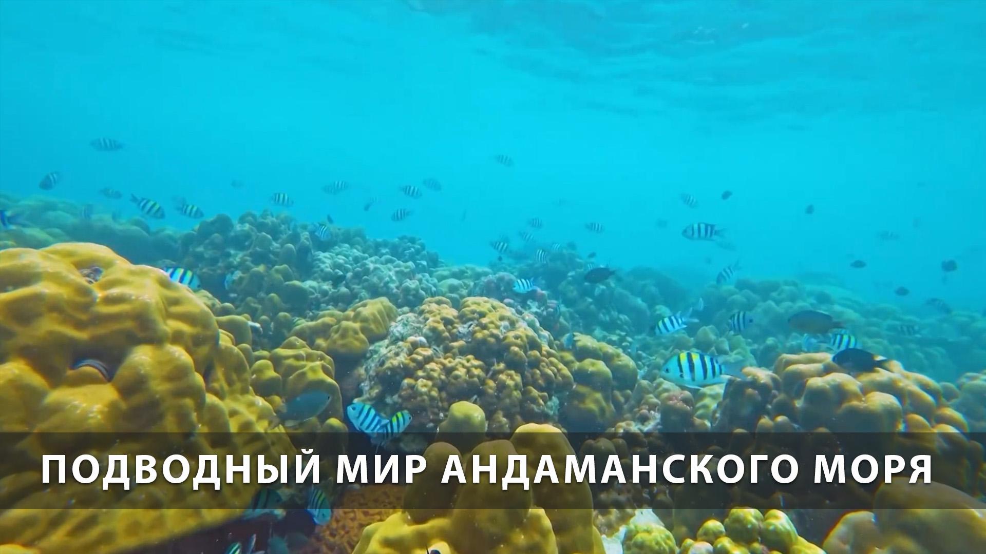 Подводный мир Андаманского моря (podvodnyj-mir-andamanskogo-morja) Досуг, хобби