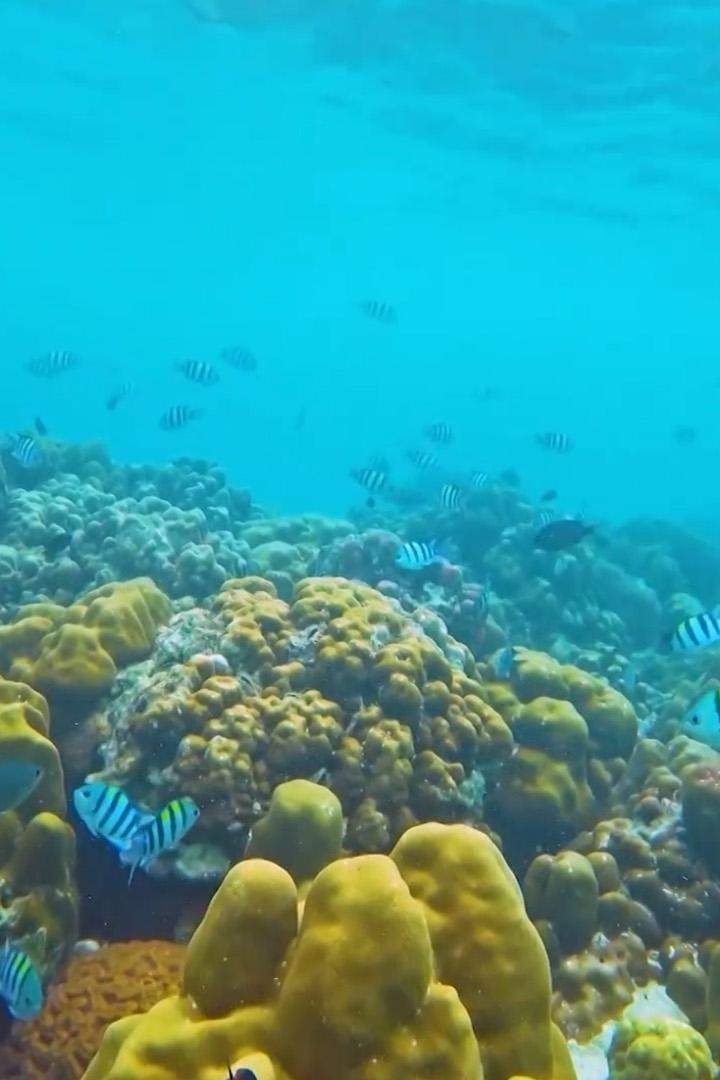 Подводный мир Андаманского моря (podvodnyj-mir-andamanskogo-morja) Досуг, хобби
