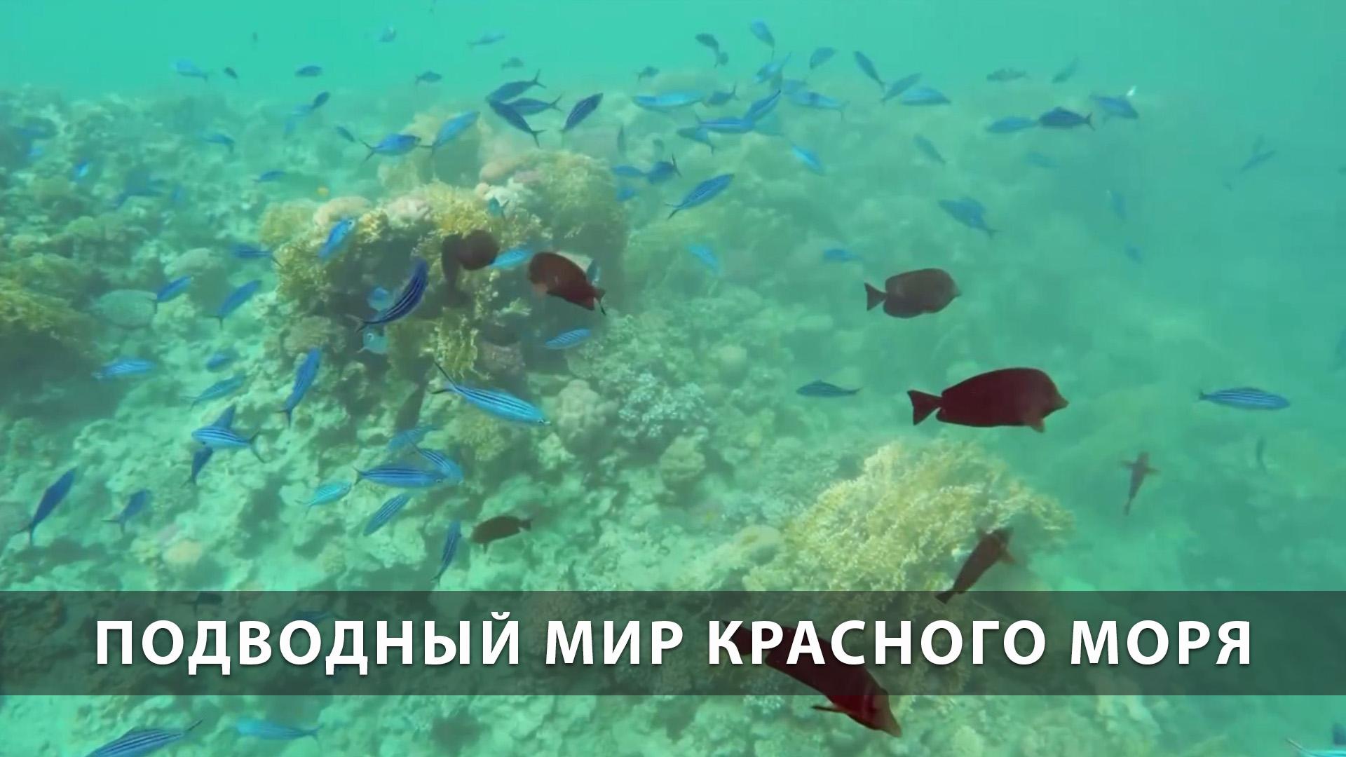 Подводный мир Красного моря (podvodnyj-mir-krasnogo-morja) Досуг, хобби