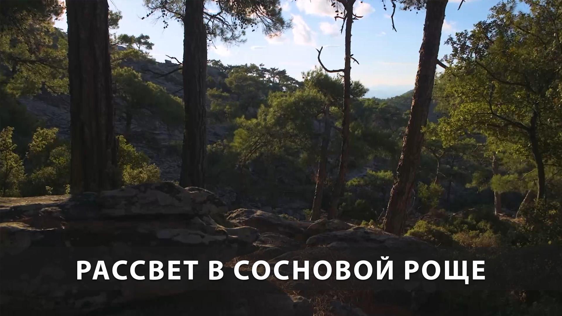 Рассвет в сосновой роще (rassvet-v-sosnovoj-rosche) Досуг, хобби
