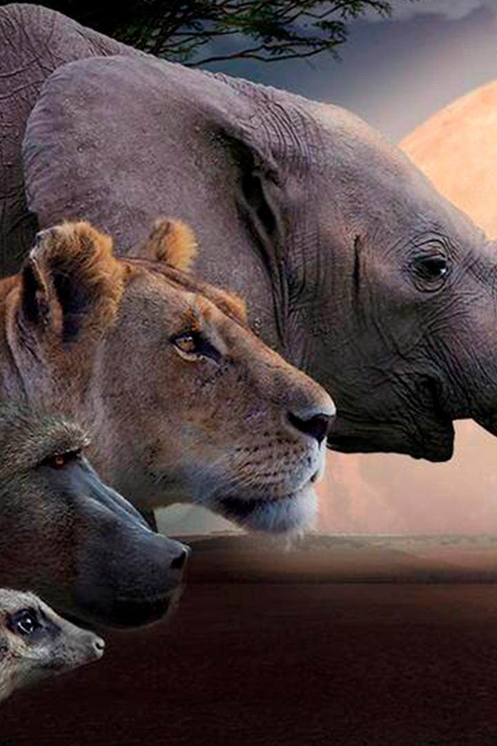 Калахари: земля тайных союзов (kalahari-zemlja-tajnyh-sojuzov) Документальный сериал