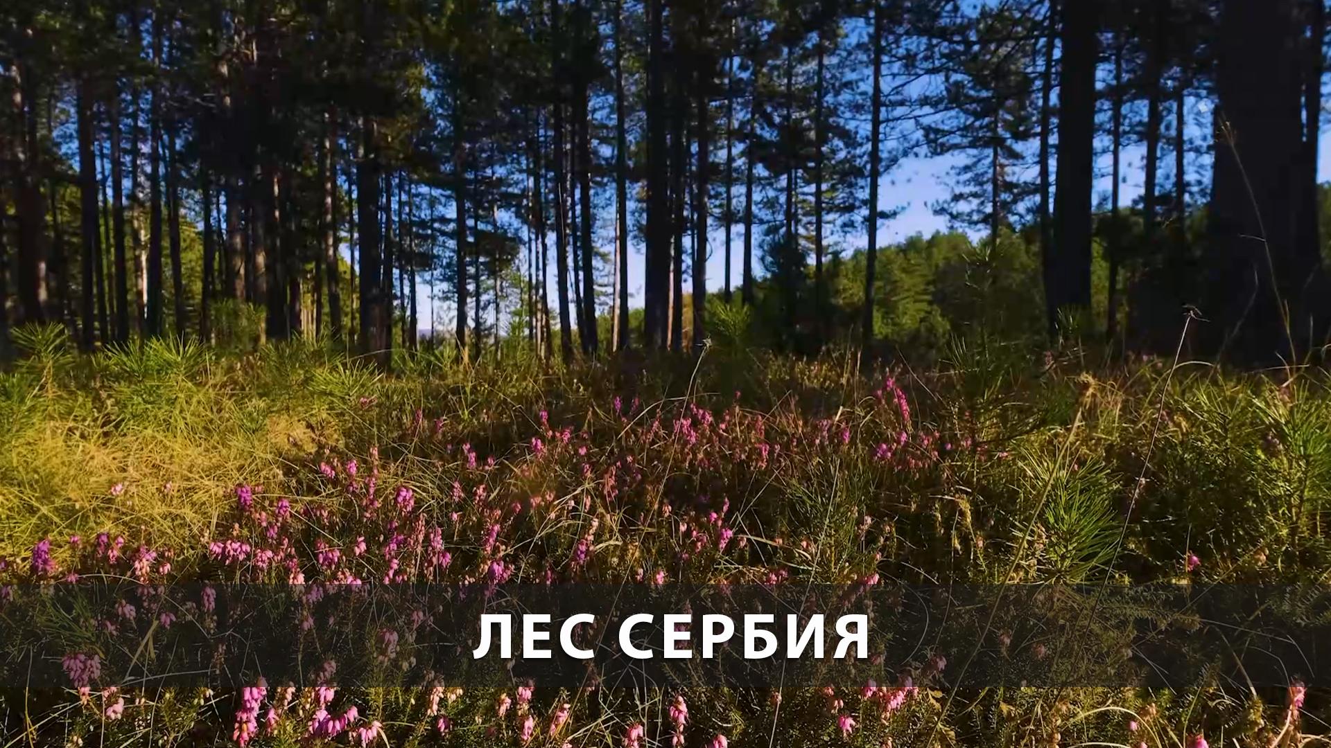 Лес Сербия (les-serbija) Досуг, хобби
