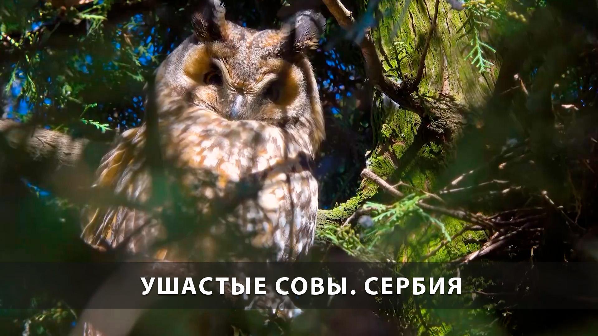Ушастые совы. Сербия (ushastye-sovy-serbija) Досуг, хобби