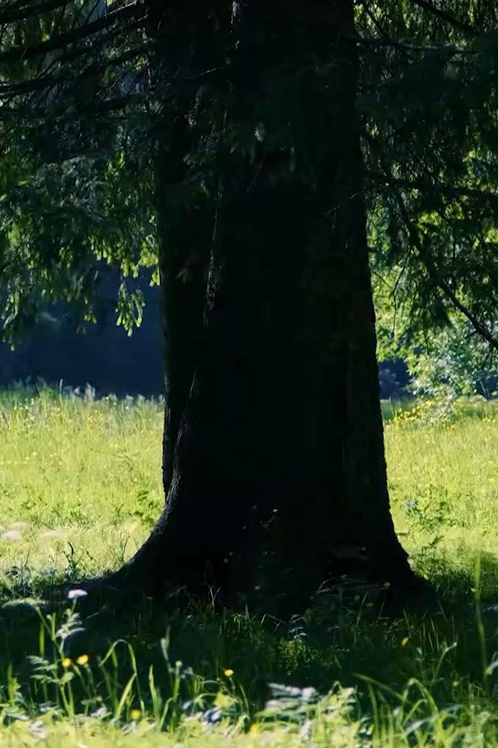 Опушка леса (opushka-lesa) Досуг, хобби