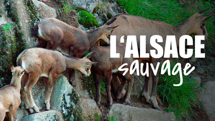 Постер L‘Alsace sauvage