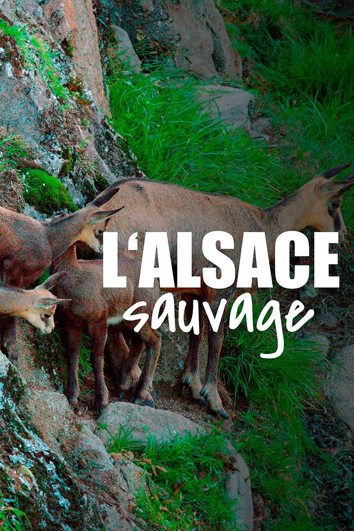 L‘Alsace sauvage (lalsace-sauvage) Документальный фильм