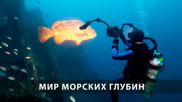 Постер Мир морских глубин