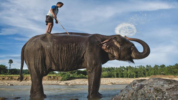 Постер Mahout: The Great Elephant Walk