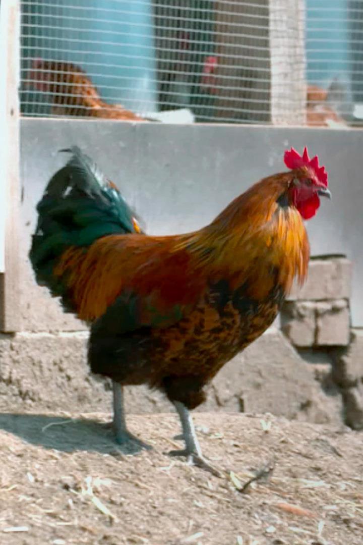 Armes Huhn - armer Mensch (armes-huhn-armer-mensch) Документальный фильм