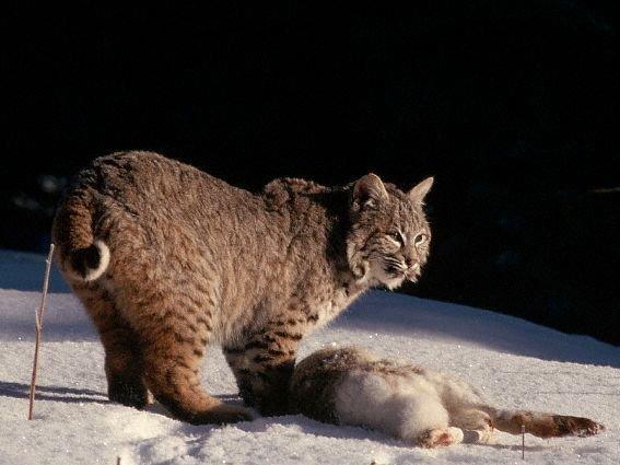 Охота на рысь в Швеции (ohota-na-rys-v-shvetsii) Досуг, хобби